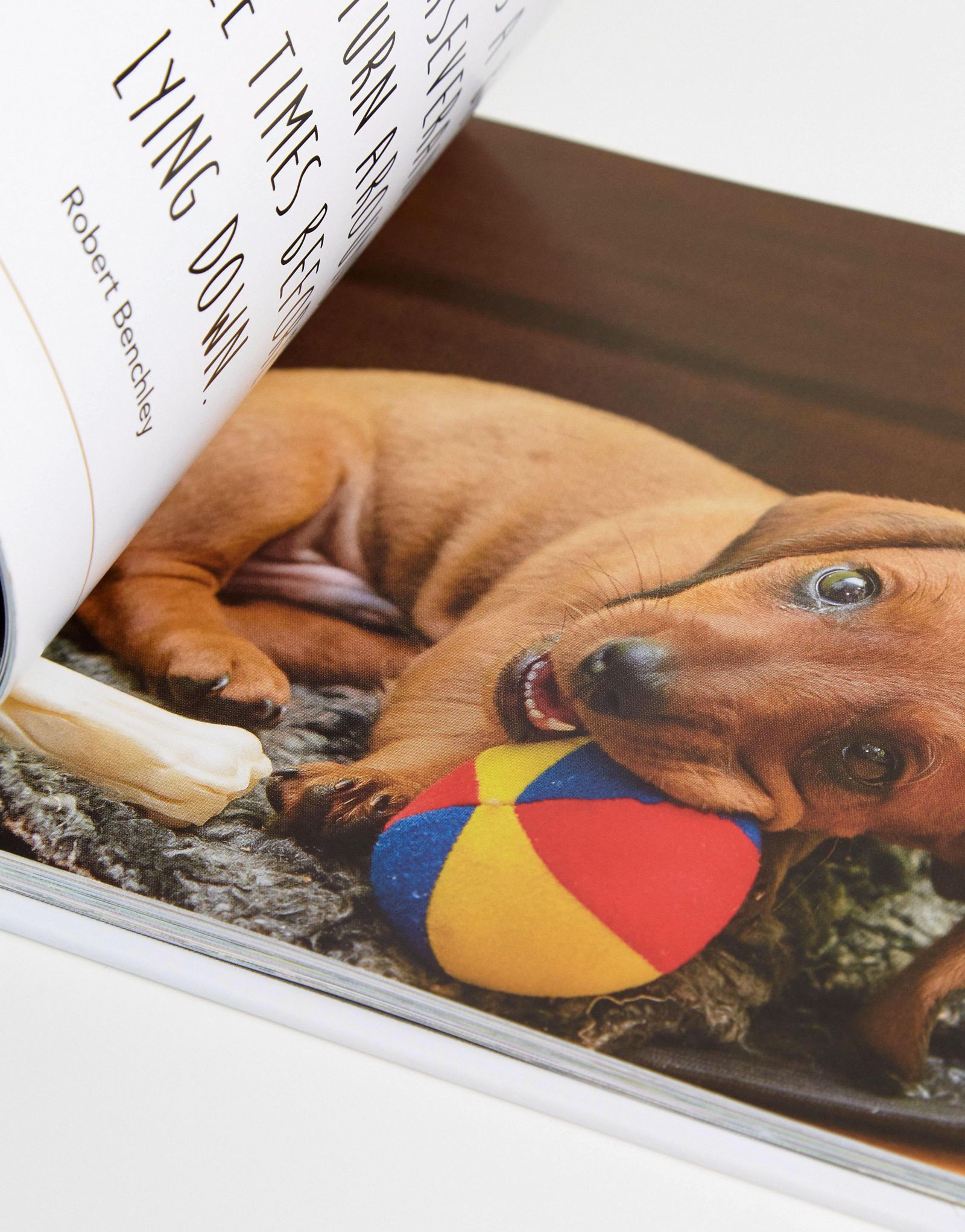 Love is a Sausage Dog Book