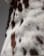 Thumbnail 4 of 5
