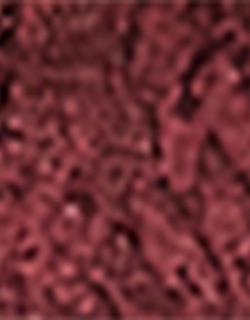 Calzedonia Lace and diamanté tights in burgundy, 3 of 4