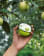 Thumbnail 4 of 4