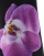Thumbnail 4 of 5