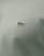 Thumbnail 5 of 5
