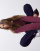 Thumbnail 2 von 4